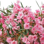 Oleandr – vše o pěstování krásné, ale jedovaté rostliny